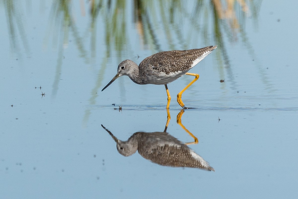 plystresnipe - ML643858374