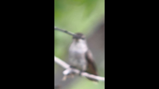 Colibri de Costa - ML643858380