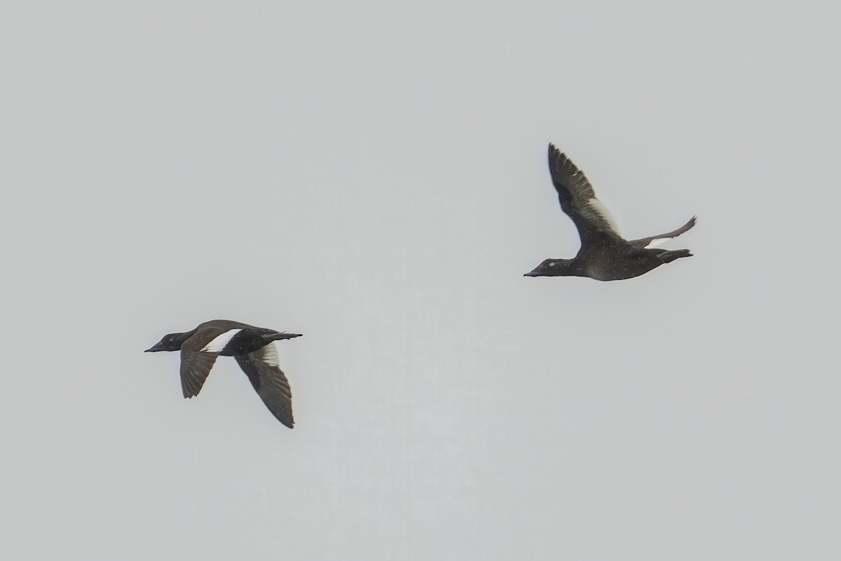 White-winged Scoter - ML643858387