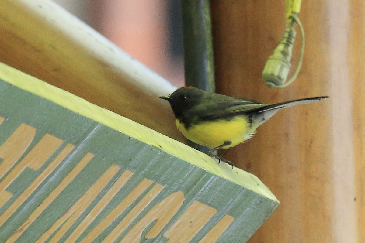 Slate-throated Redstart - ML643858407