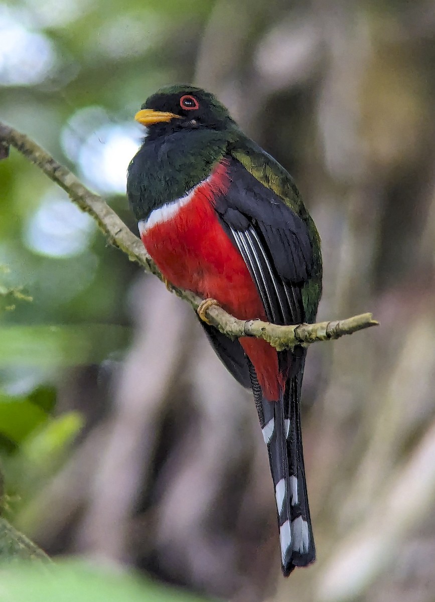 Masked Trogon - ML643858408