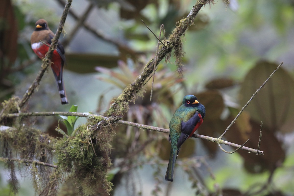 Masked Trogon - ML643858409