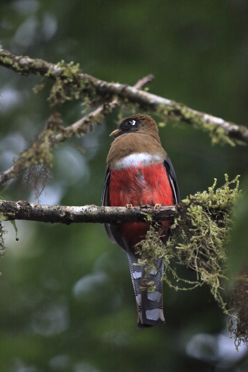 Masked Trogon - ML643858410