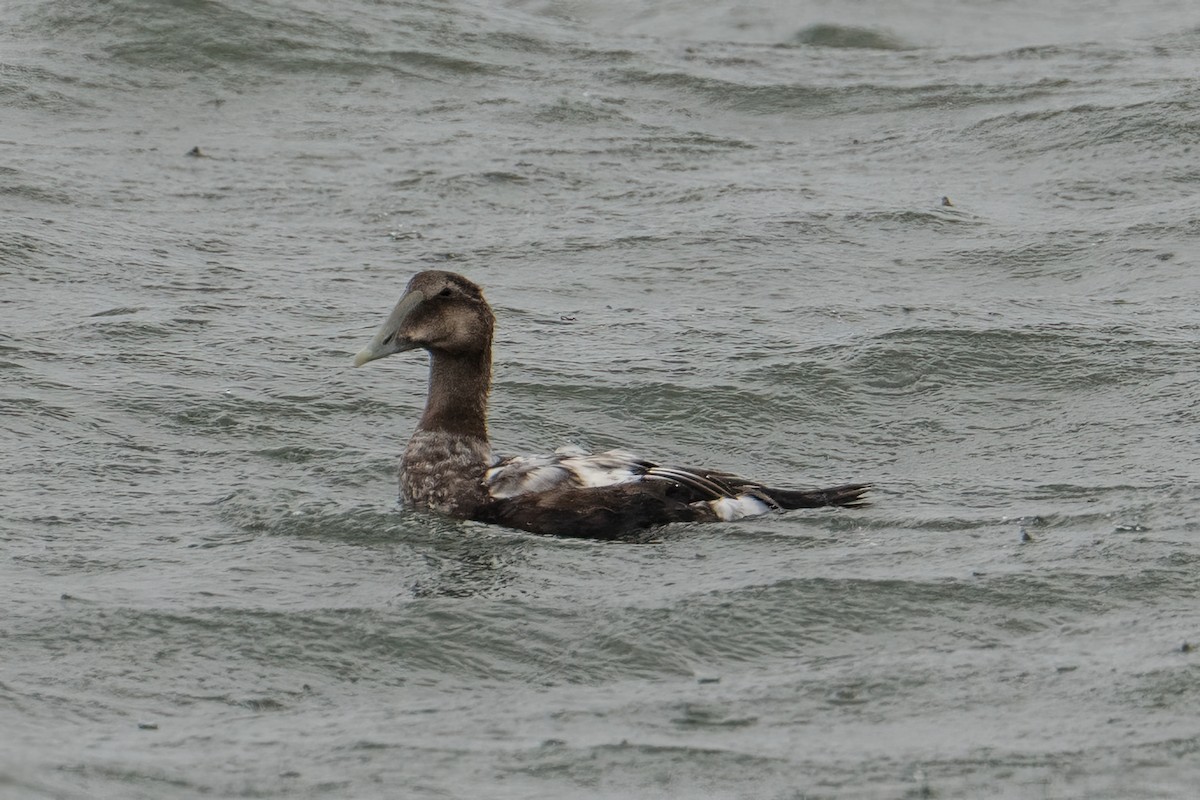 Common Eider - ML643858412