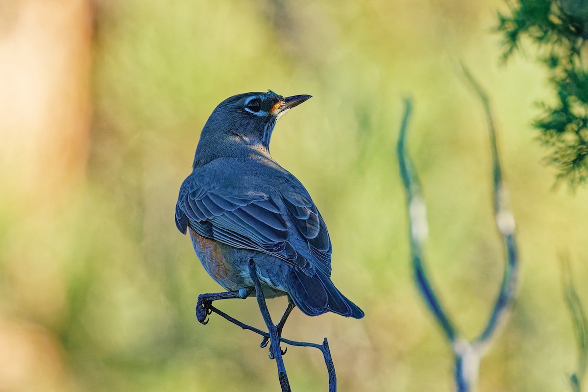 American Robin - ML643858421