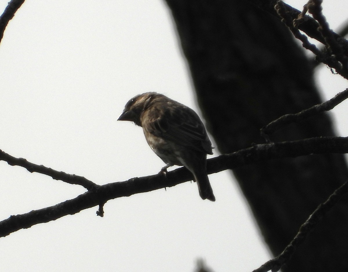 Purple Finch - ML643858435