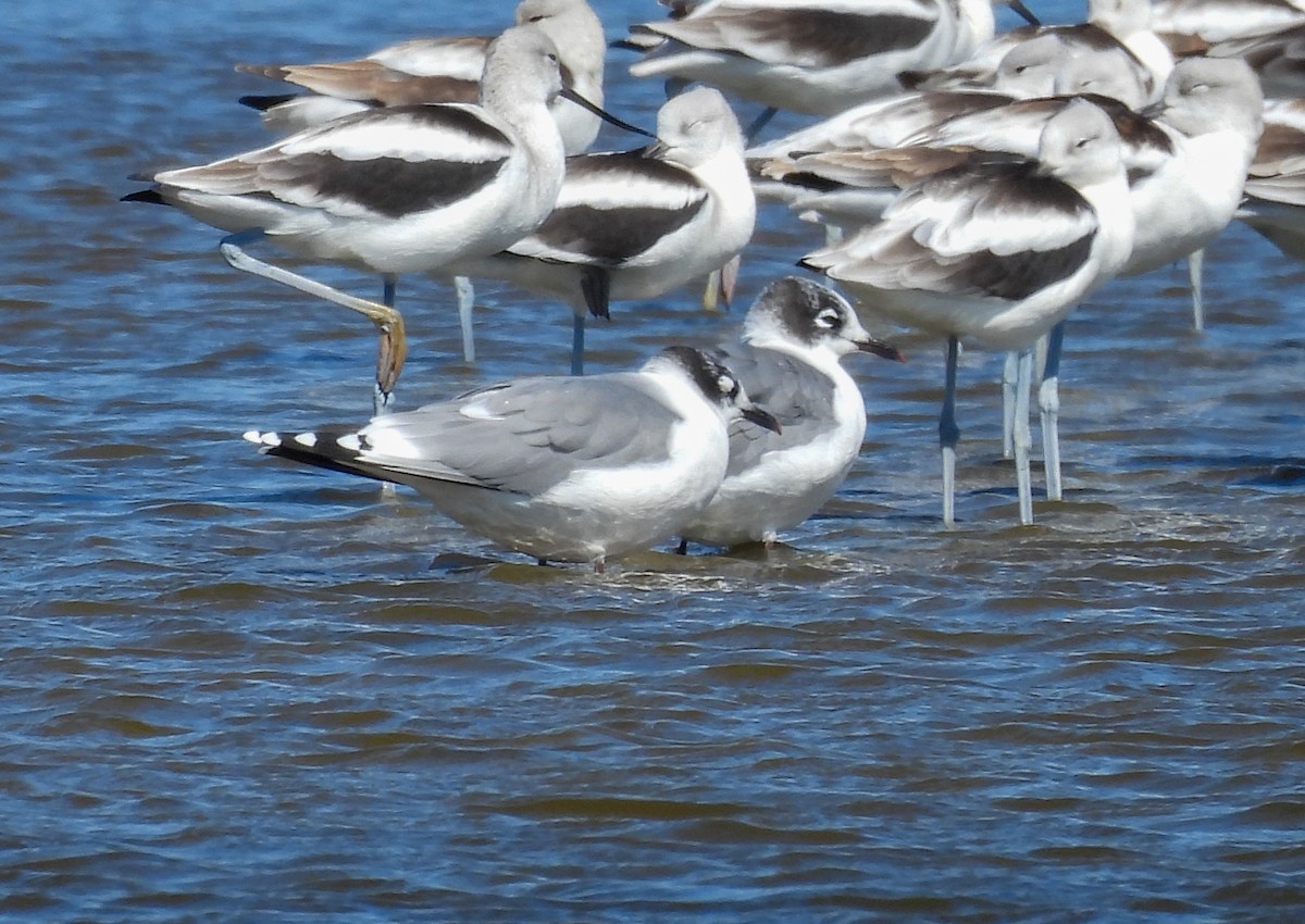 Franklin's Gull - ML643858436
