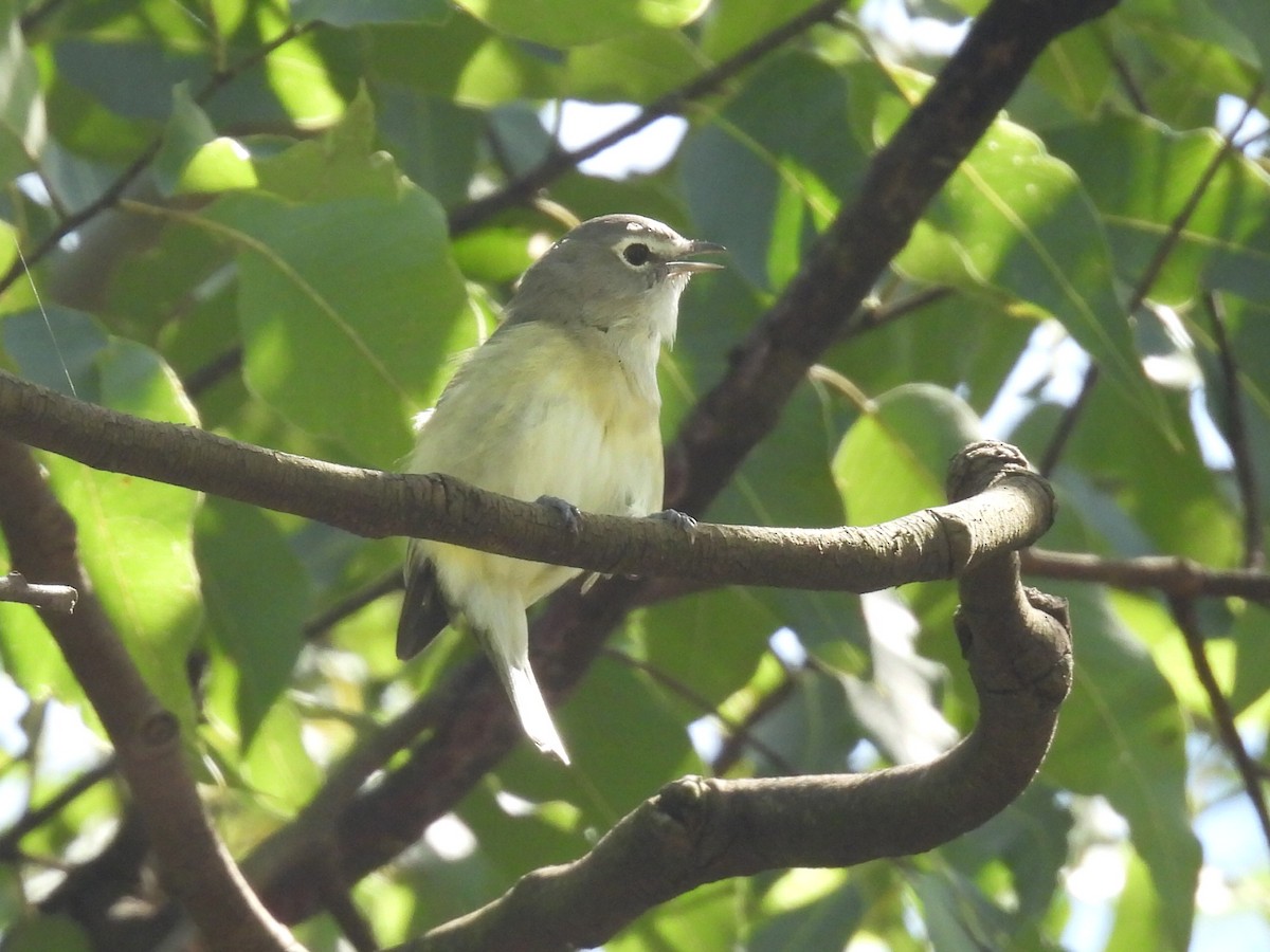 Plumbeous Vireo (Central American) - ML643858438