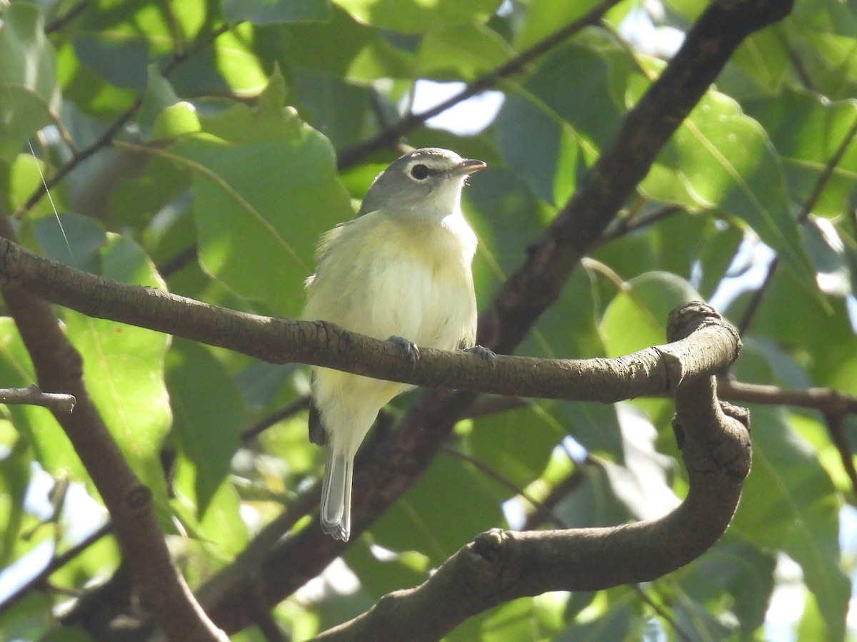 Plumbeous Vireo (Central American) - ML643858439