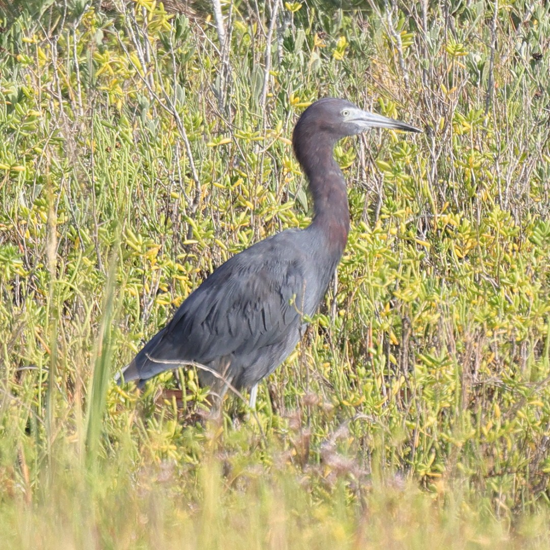 Little Blue Heron - ML643858444