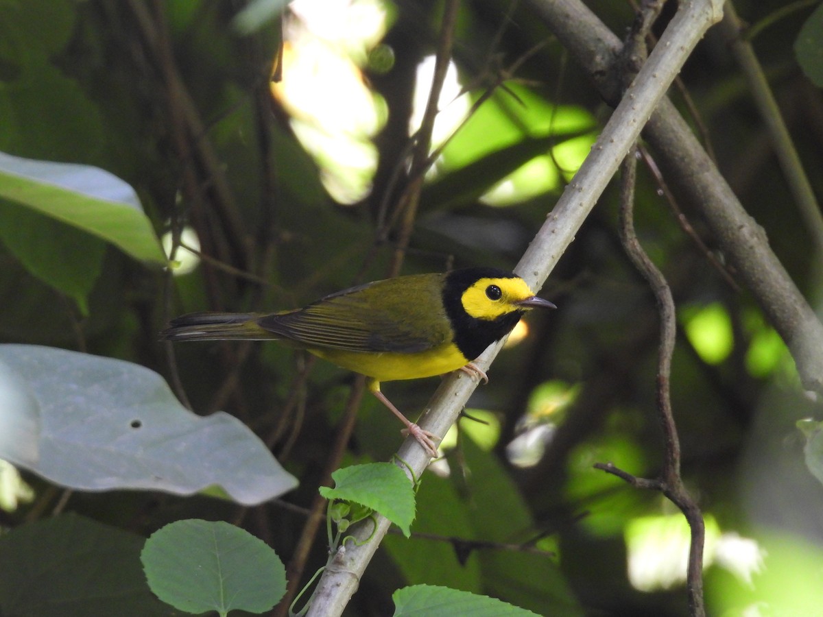 Hooded Warbler - ML643858446