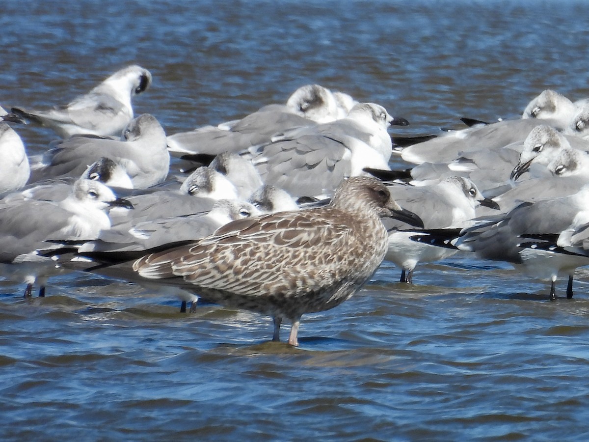 Бэсрэг цахлай - ML643858448