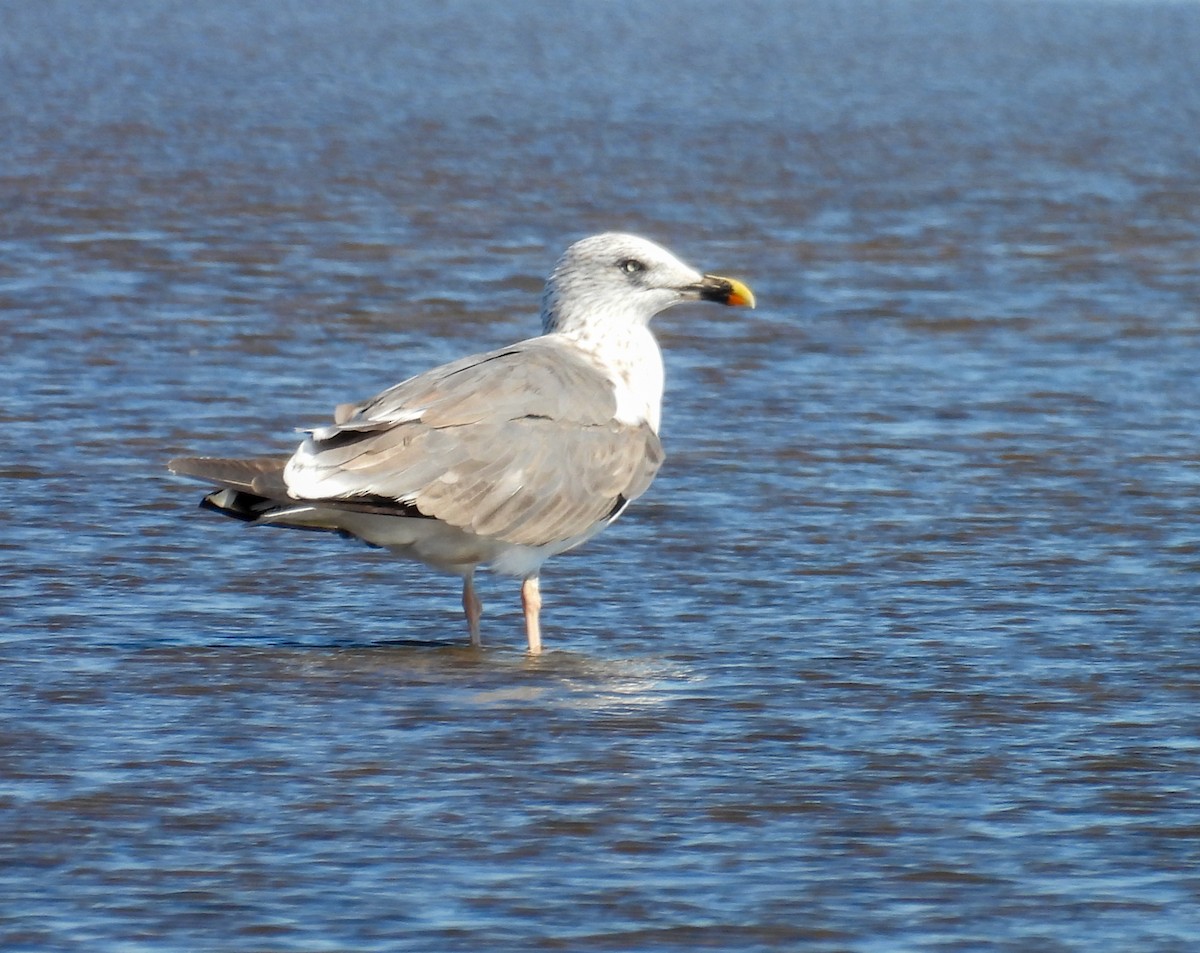 Бэсрэг цахлай - ML643858449