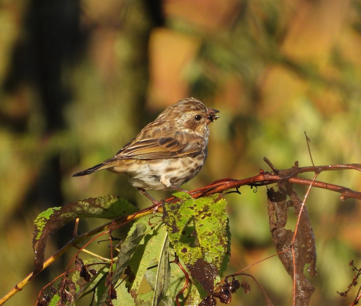 Purple Finch - ML643858456