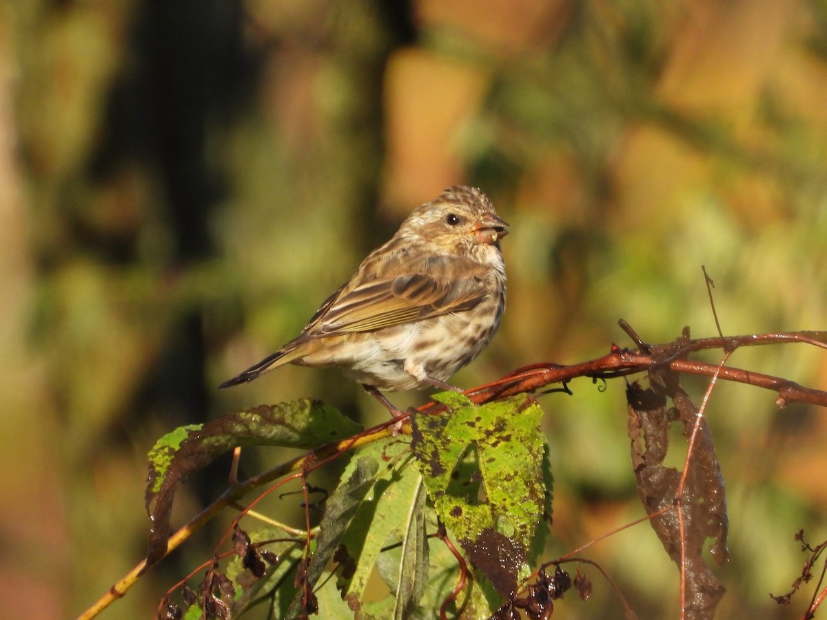 Purple Finch - ML643858465