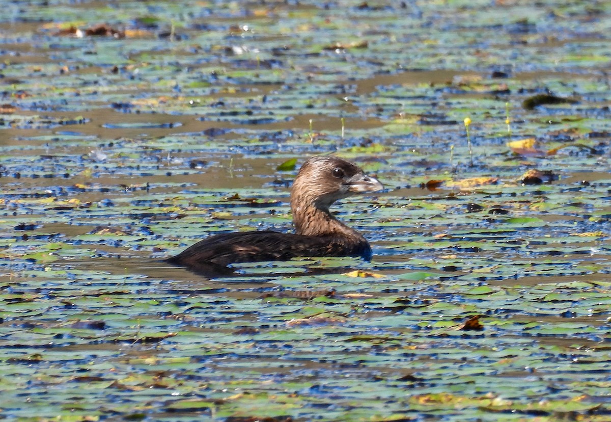 Pied-billed Grebe - ML643858472