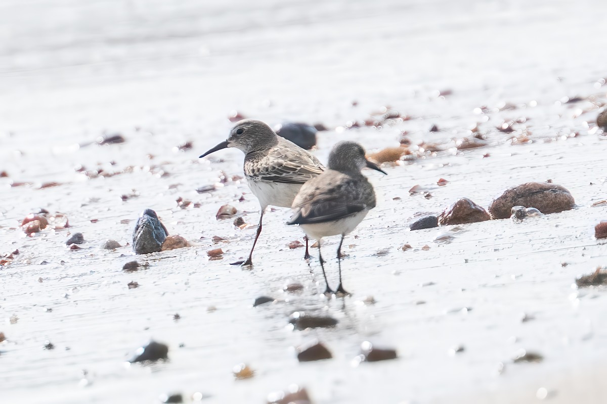 White-rumped Sandpiper - ML643858475