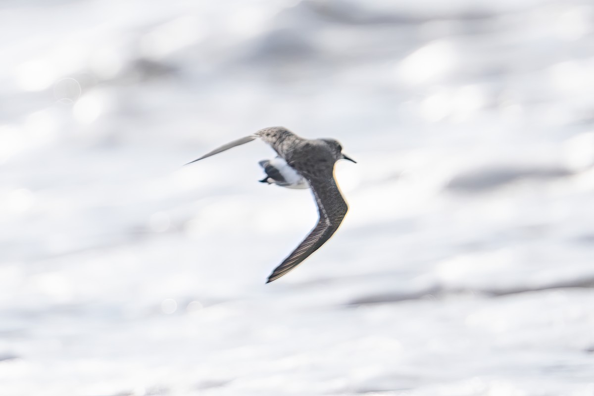 White-rumped Sandpiper - ML643858476