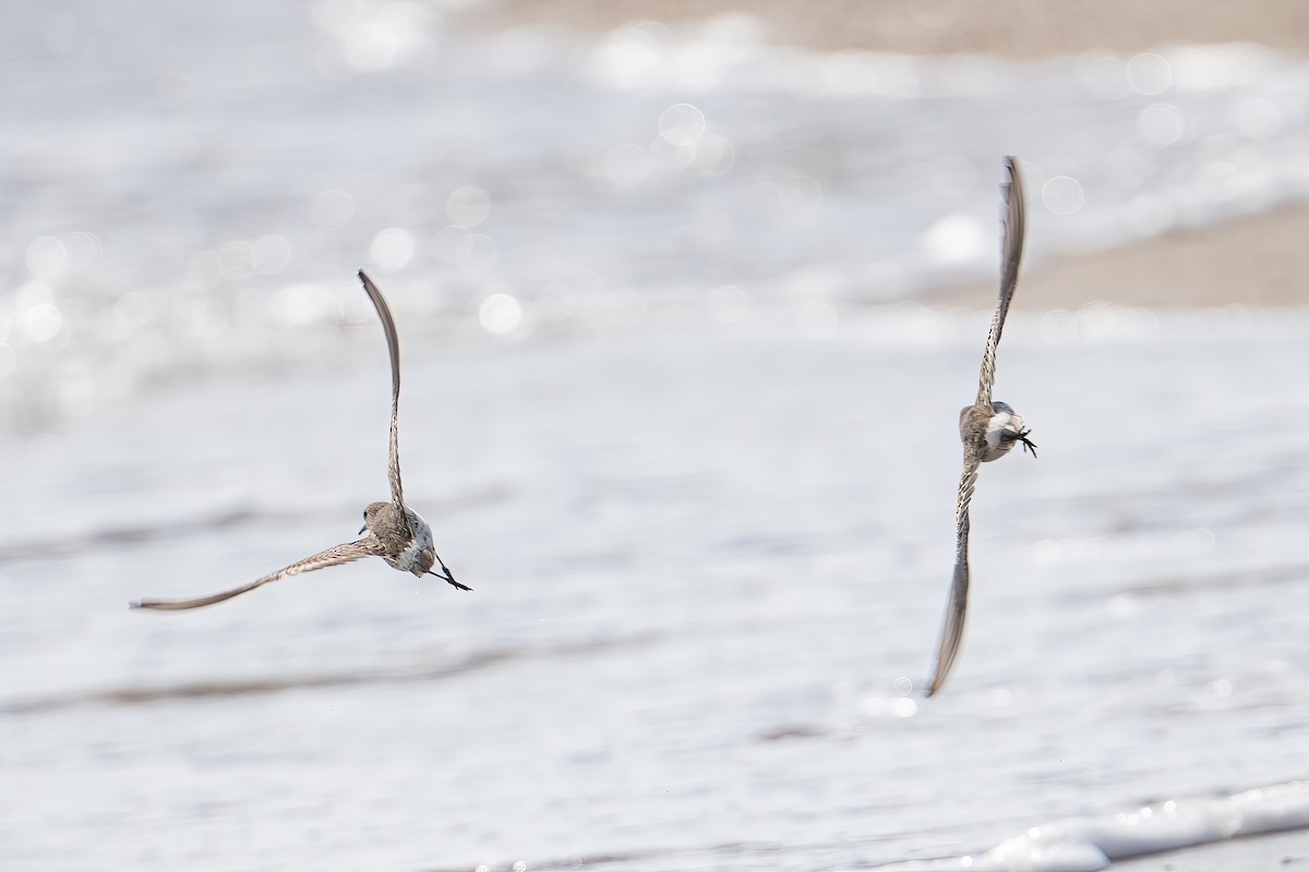 White-rumped Sandpiper - ML643858477