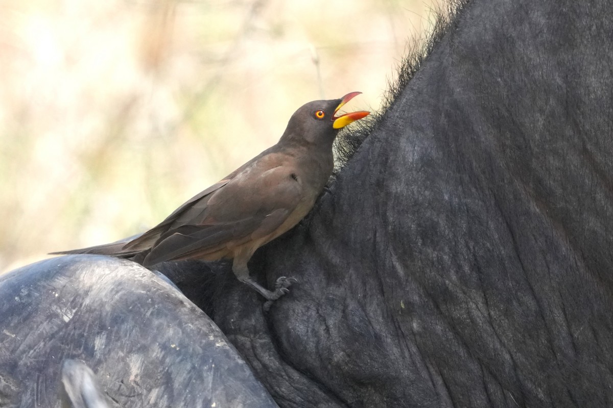 Yellow-billed Oxpecker - ML643858488