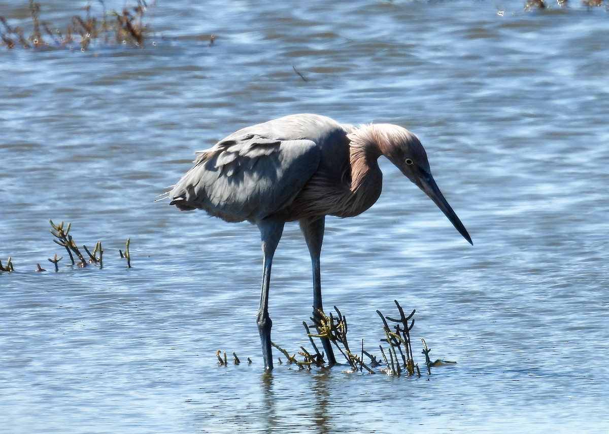 Reddish Egret - ML643858499
