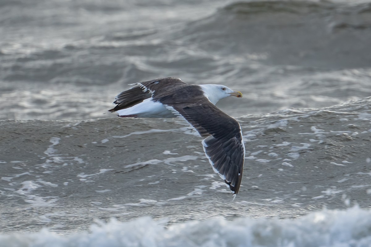 Great Black-backed Gull - ML643858514