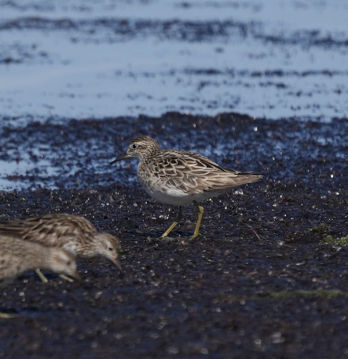 Сүүл элсэг - ML643858525