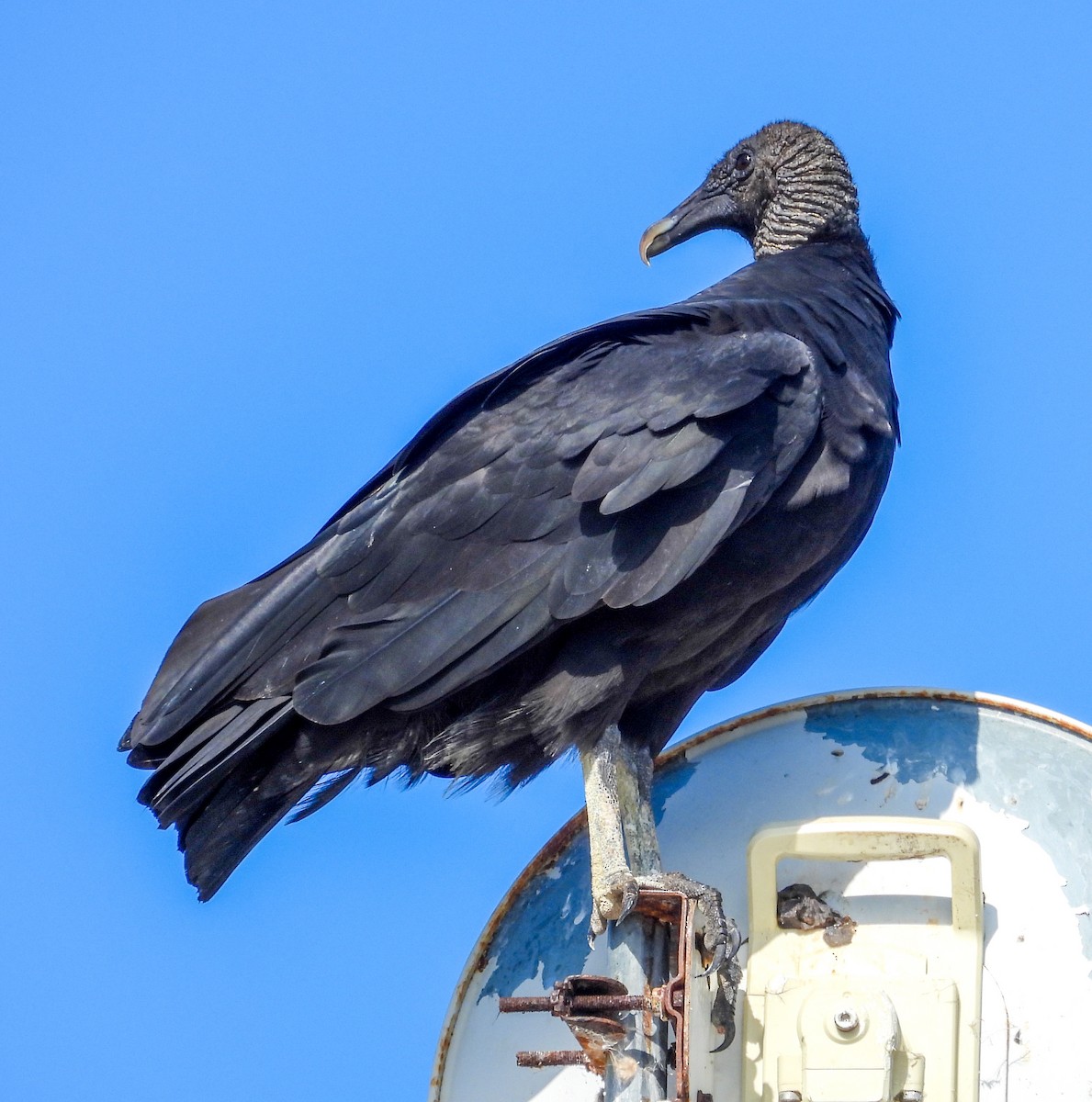 Black Vulture - ML643858530