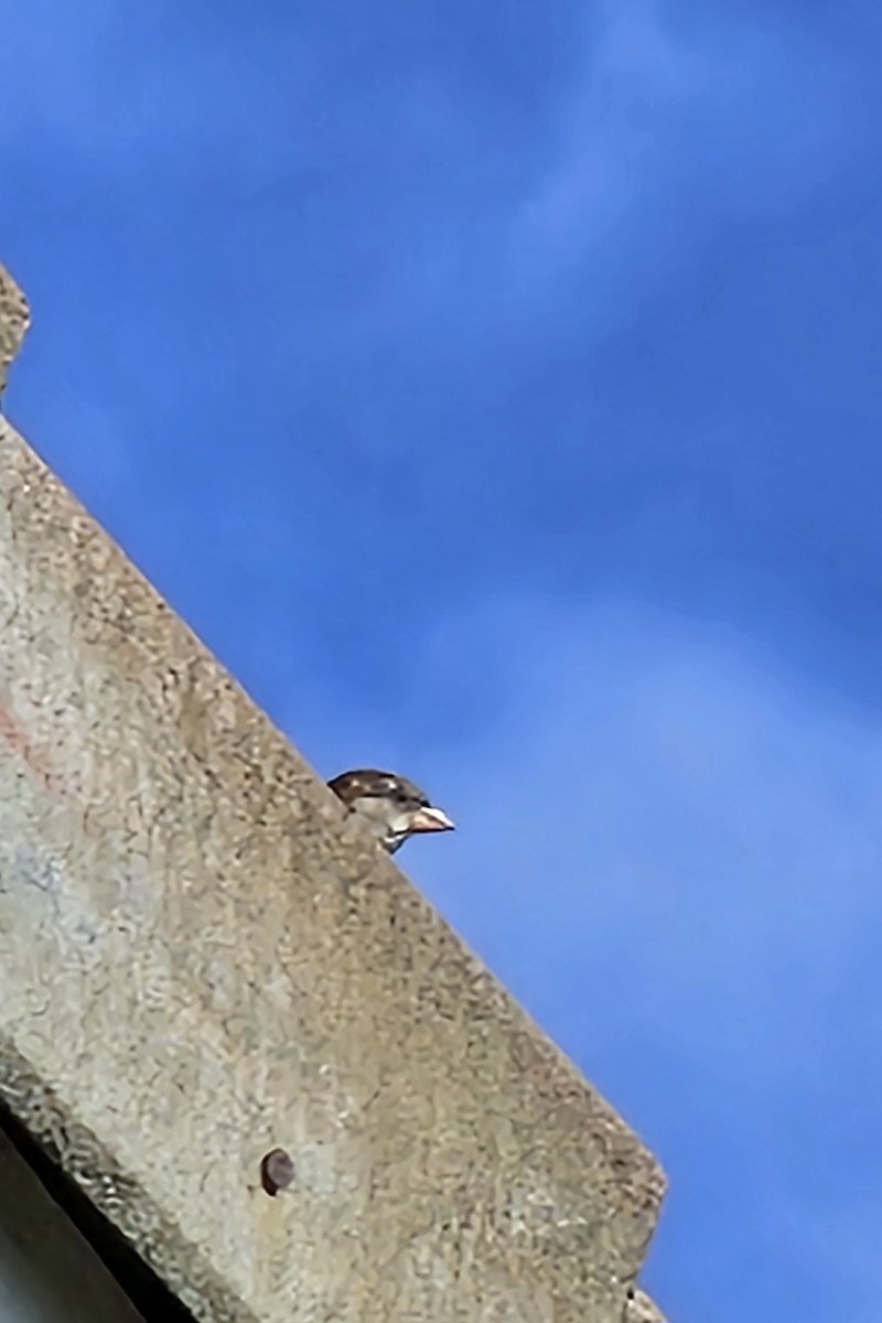 House Sparrow - ML643858537