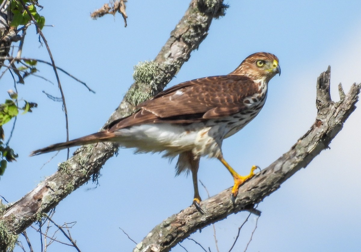 Cooper's Hawk - ML643858539
