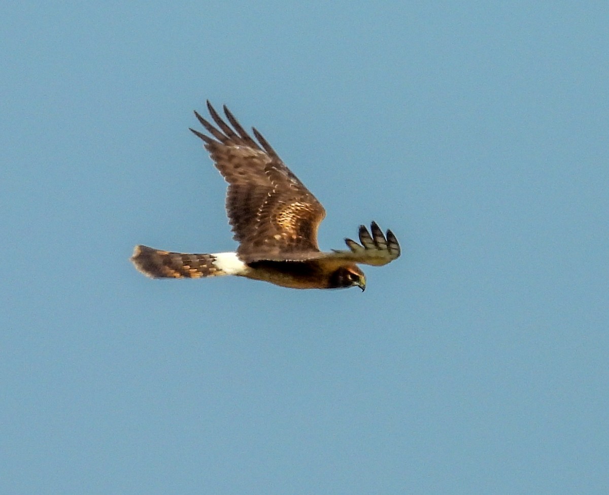 Northern Harrier - ML643858547