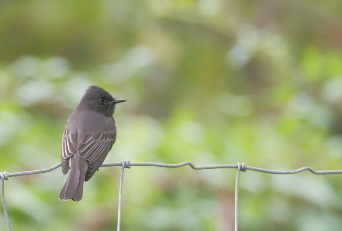 Black Phoebe - ML643858552