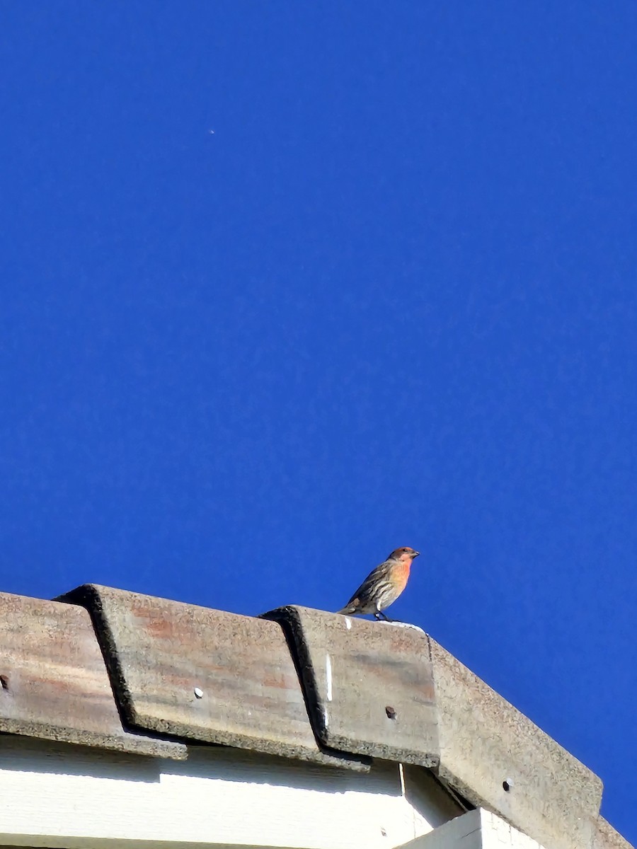 House Finch - ML643858555