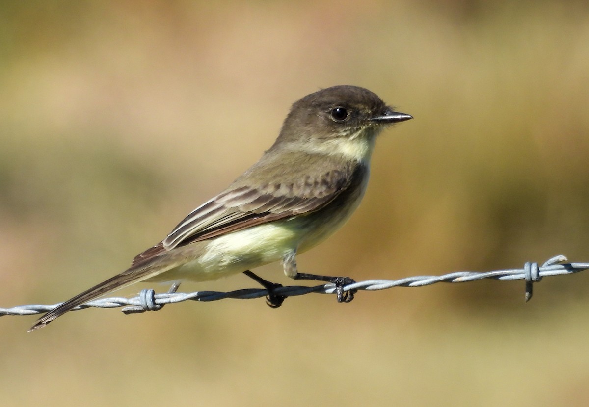 Eastern Phoebe - ML643858572