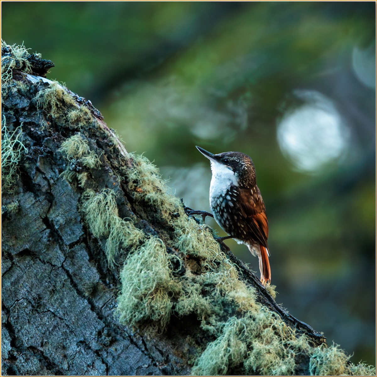 キノボリカマドドリ - ML643858573