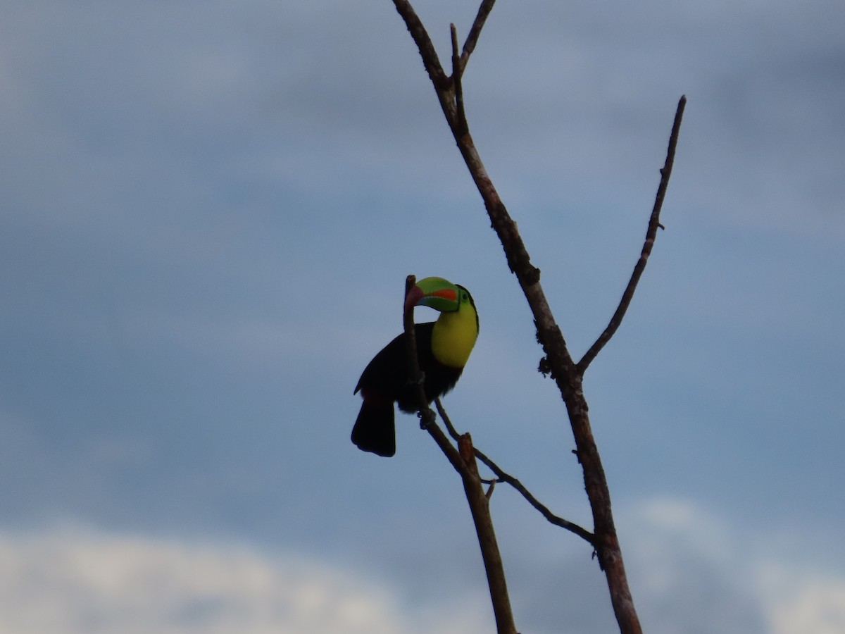 Keel-billed Toucan - ML643858586