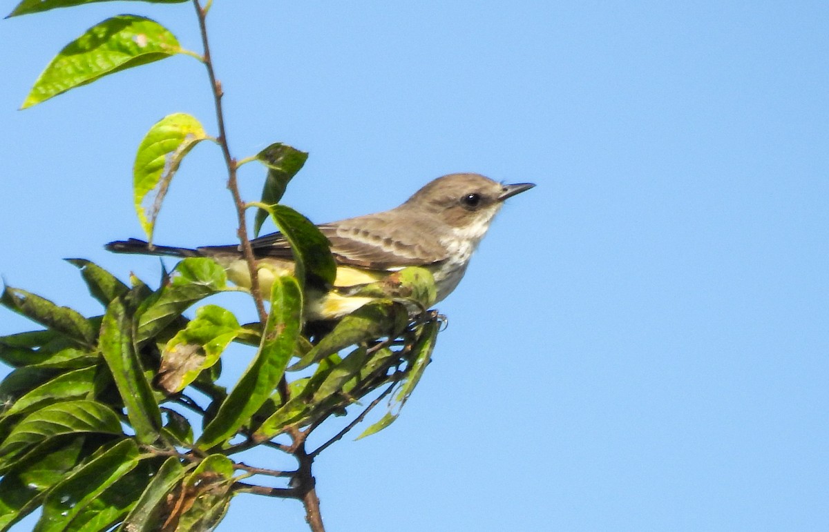 Vermilion Flycatcher - ML643858591