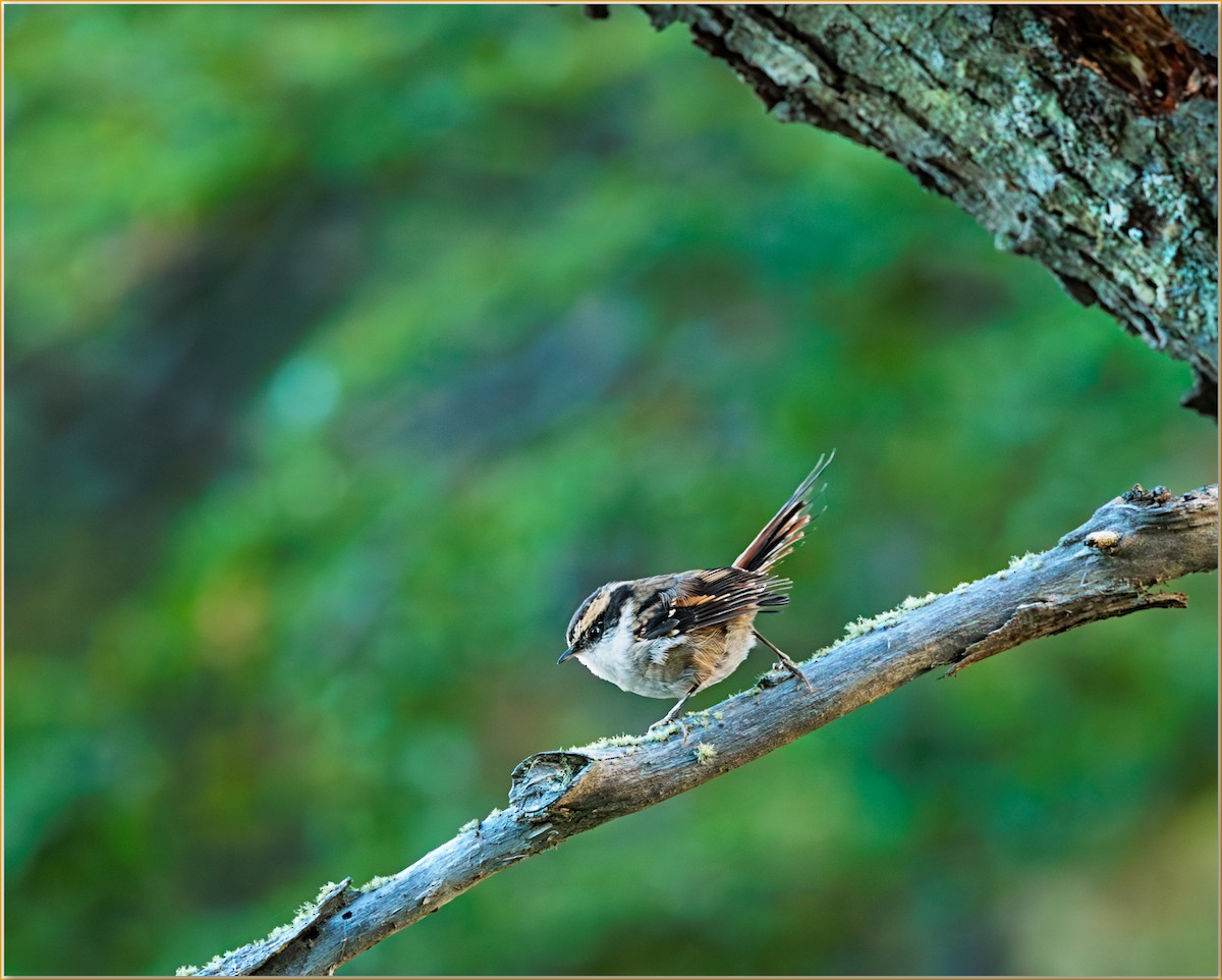 Thorn-tailed Rayadito - ML643858599