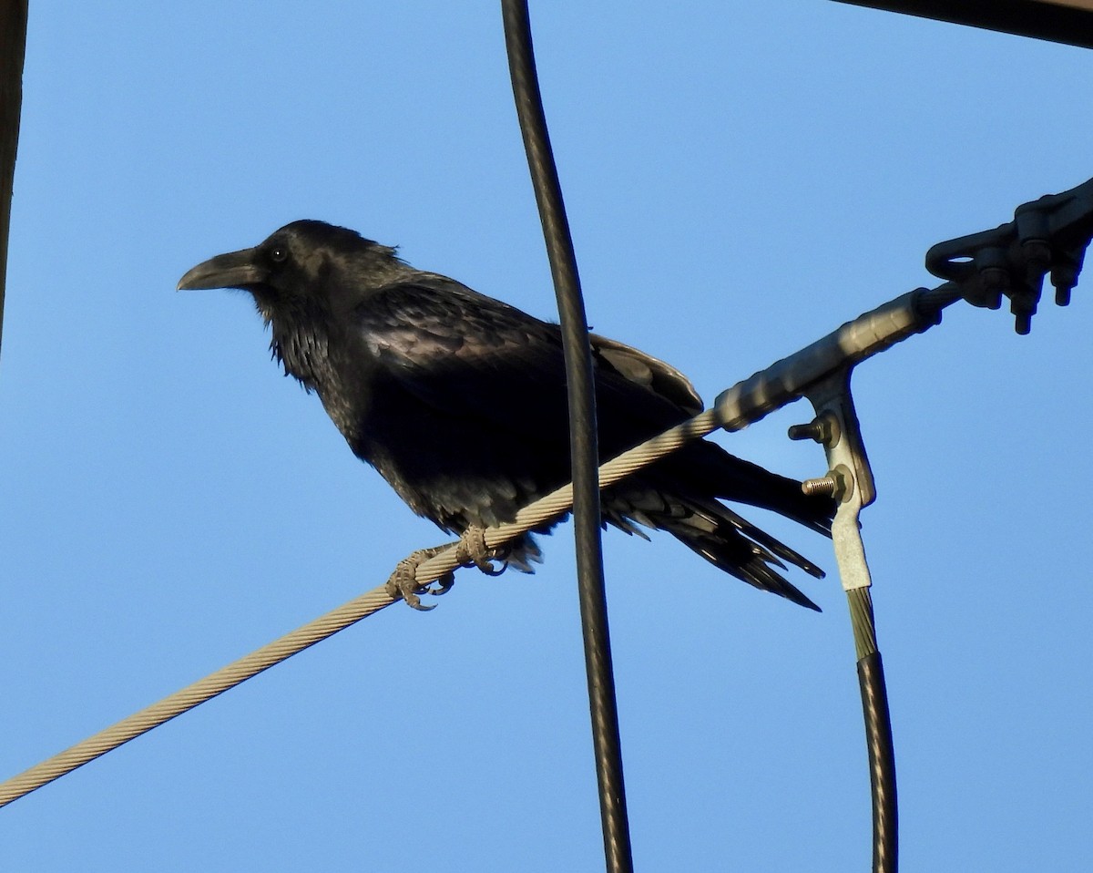 Common Raven - ML643858601