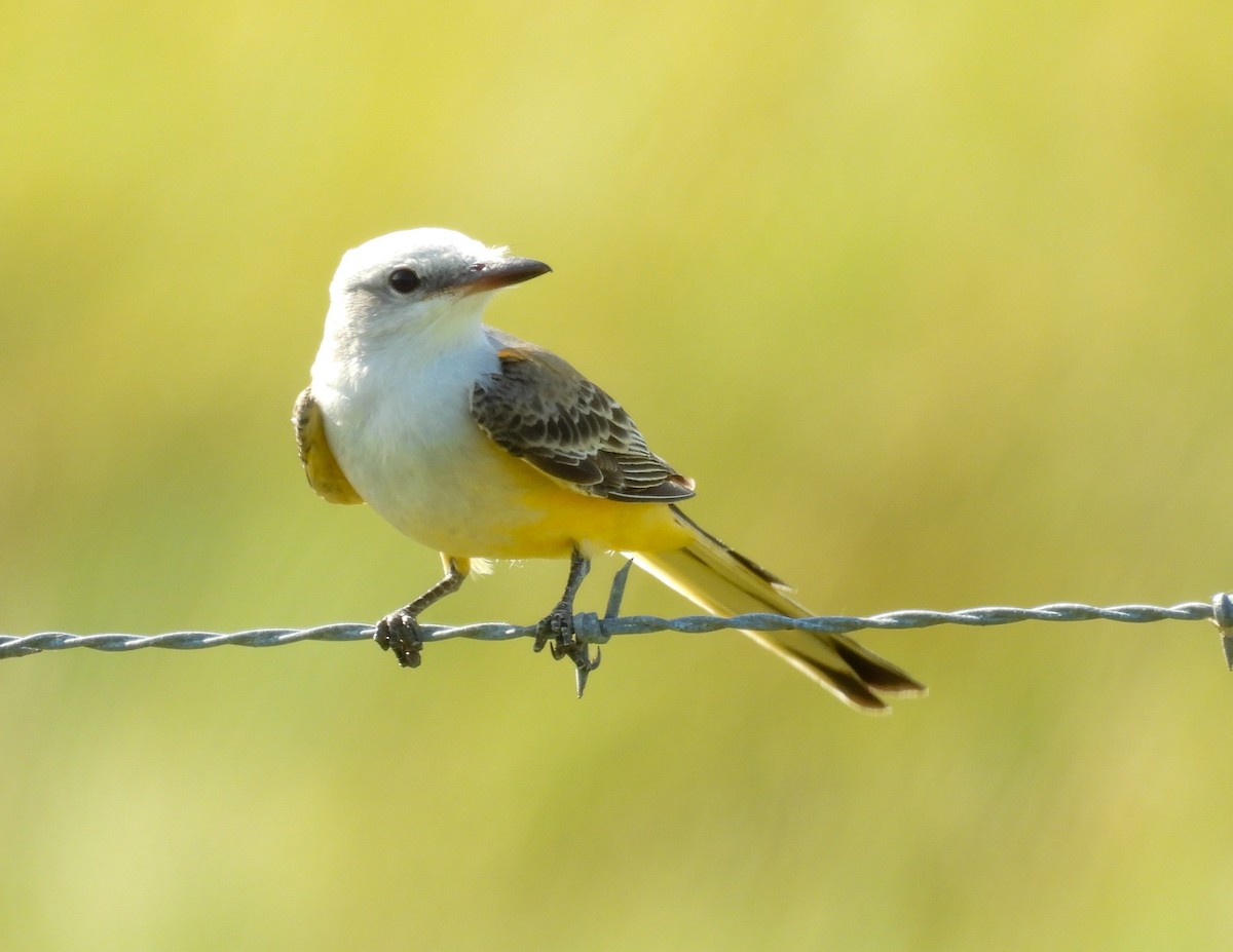 Scissor-tailed Flycatcher - ML643858603