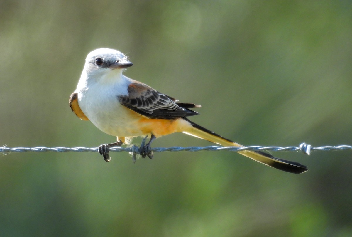 Scissor-tailed Flycatcher - ML643858604