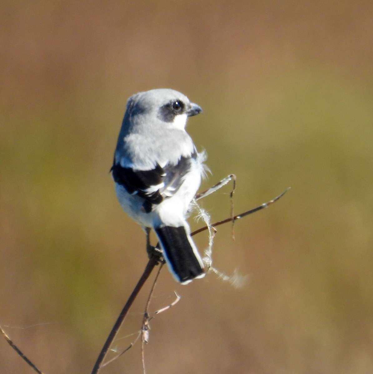 Loggerhead Shrike - ML643858617