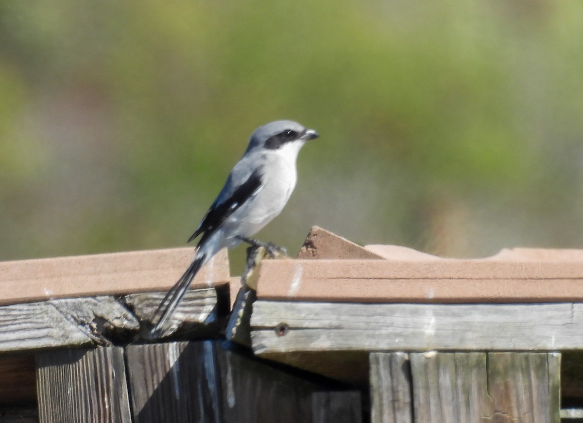 Loggerhead Shrike - ML643858618