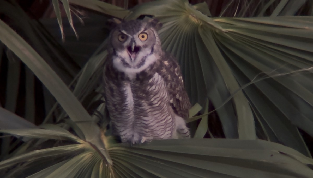 Great Horned Owl - ML643858622