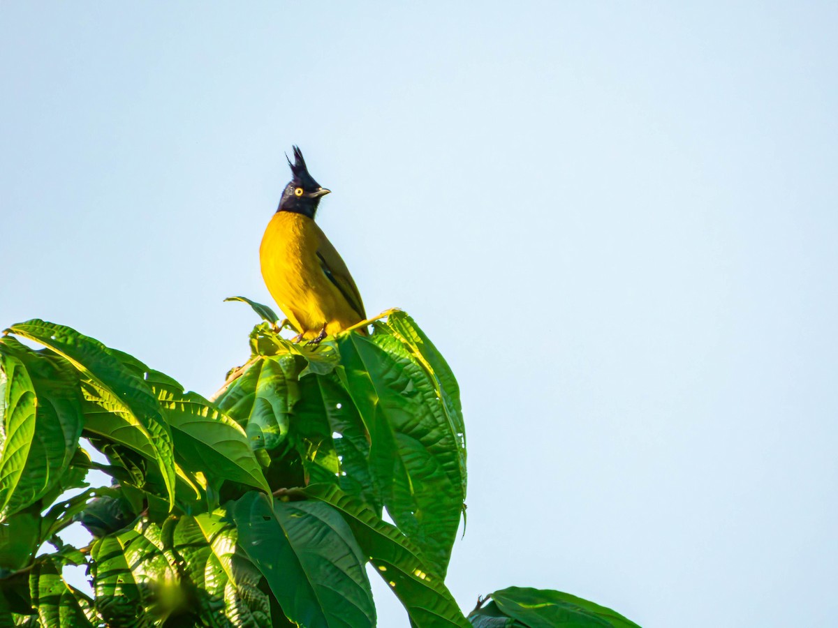 Black-crested Bulbul - ML643858630