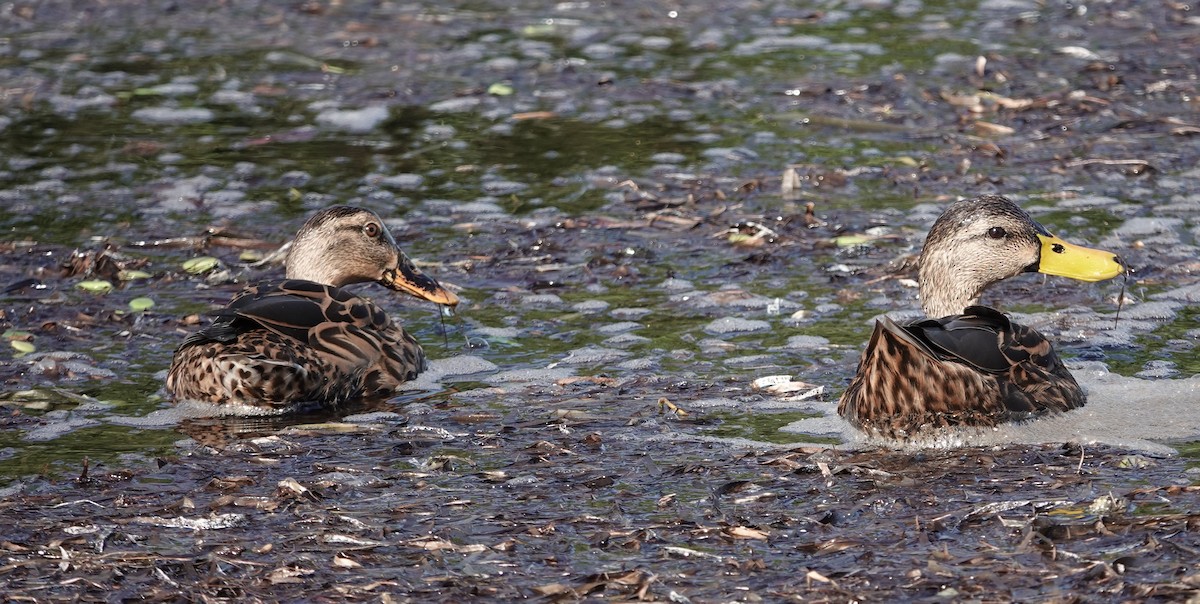 Canard brun - ML643858631