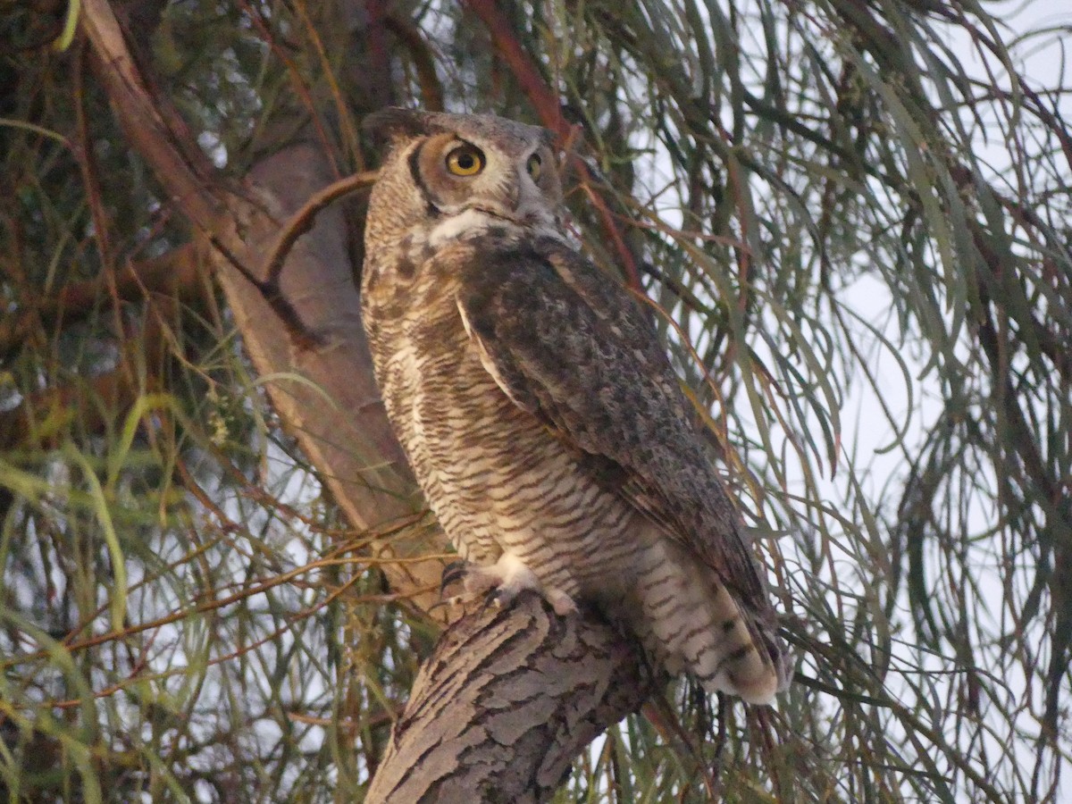 Great Horned Owl - ML643858632