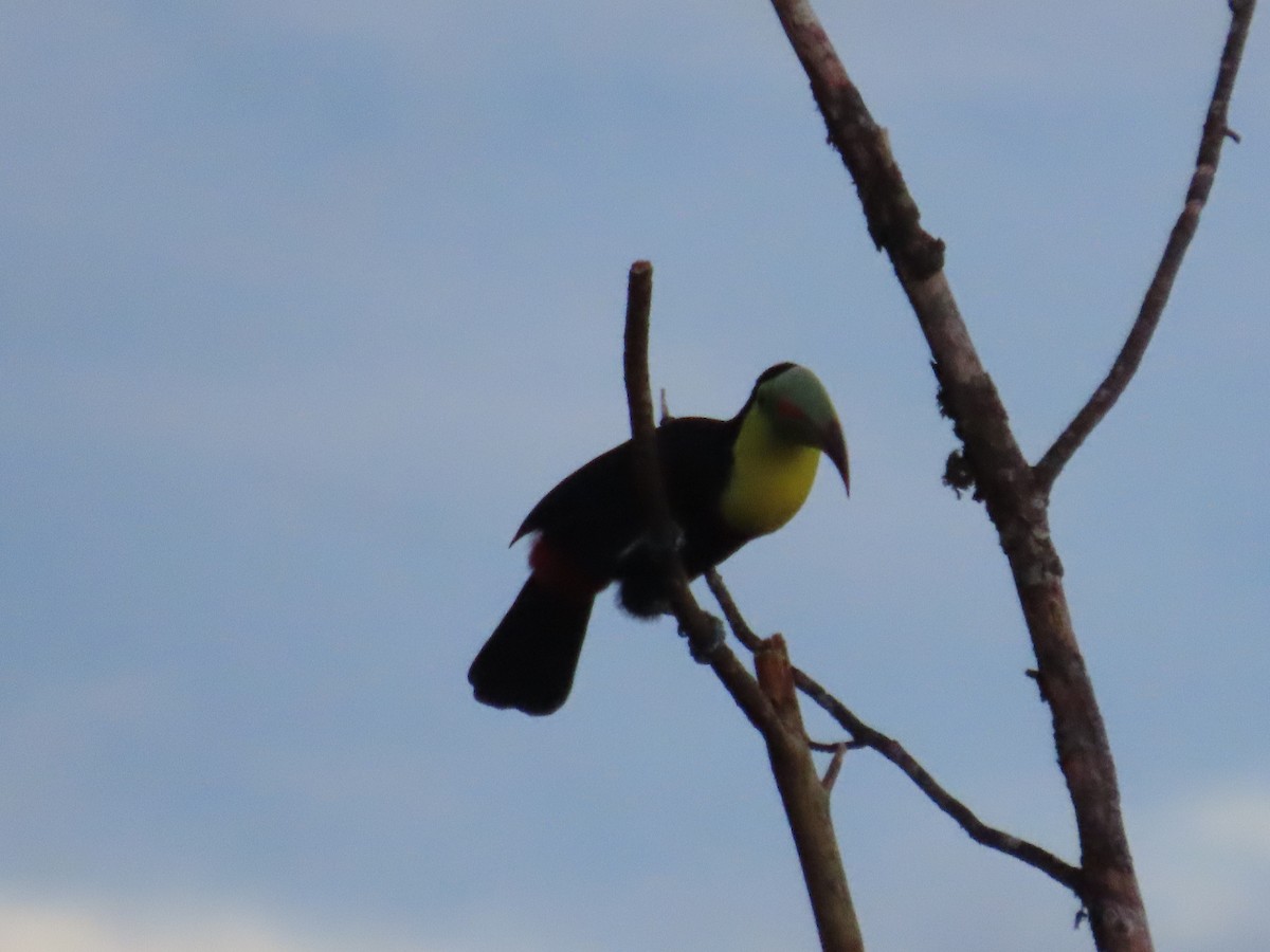 Keel-billed Toucan - ML643858650