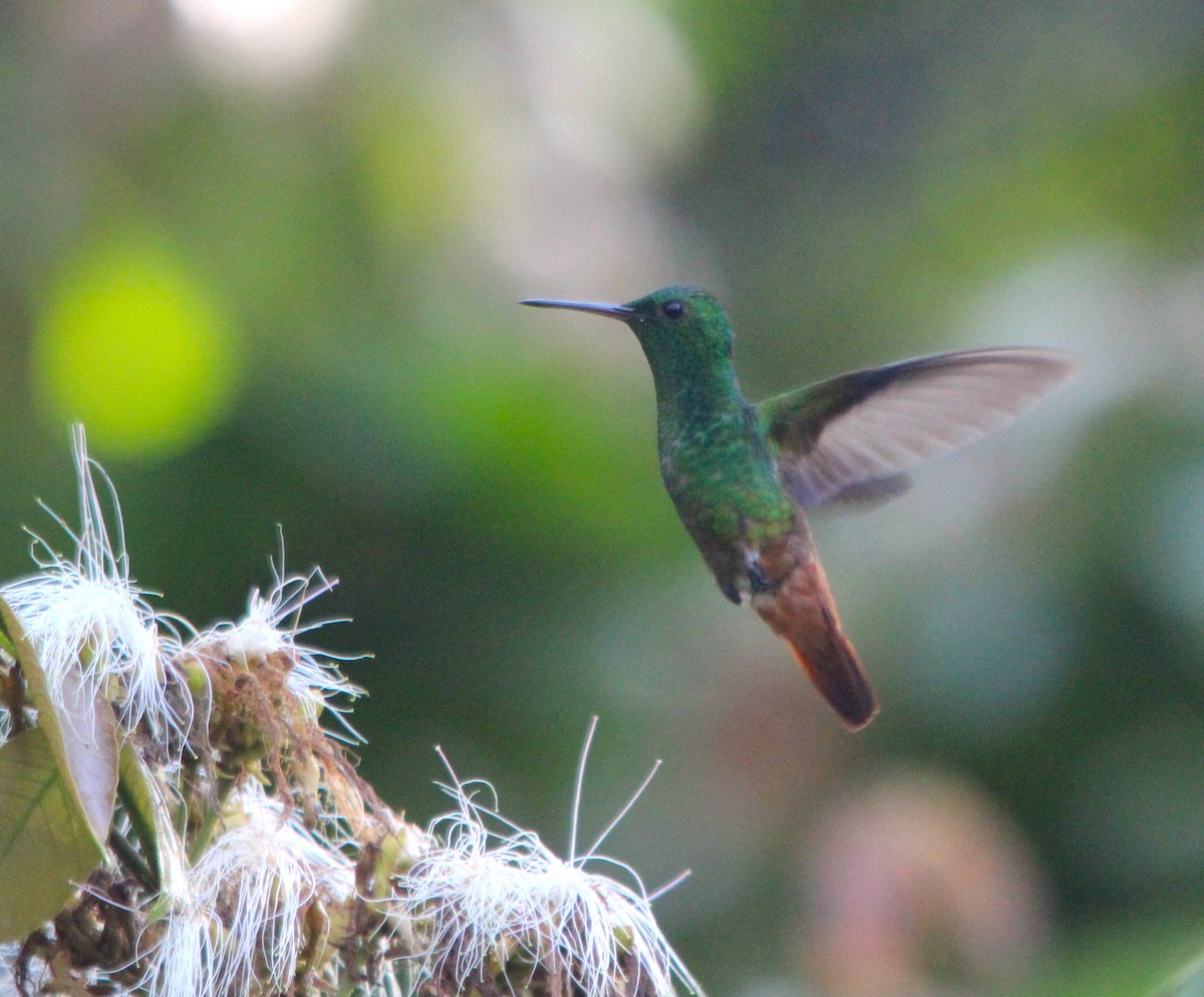 Copper-tailed Hummingbird - ML643858653