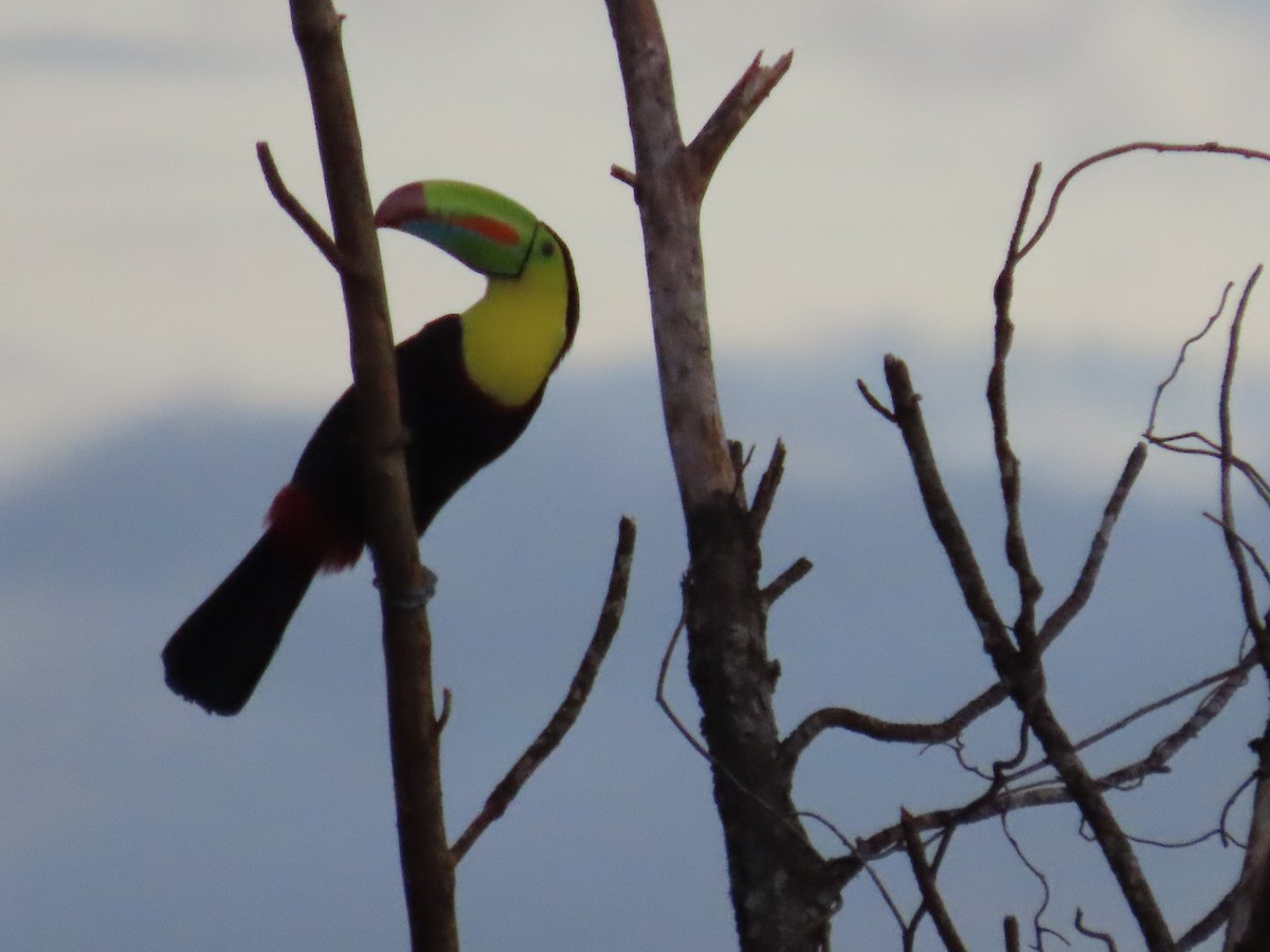 Keel-billed Toucan - ML643858659